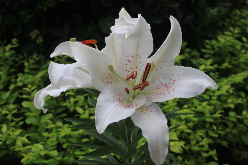 花仙子