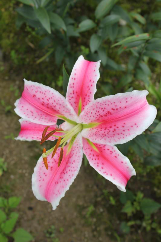 芙蓉红