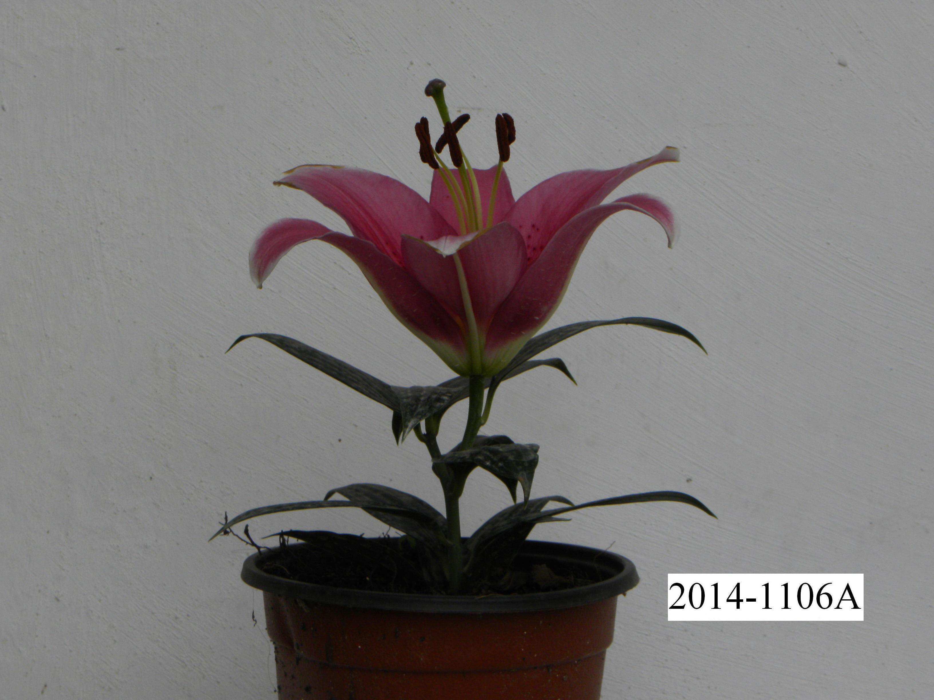 芳韵 (2)